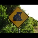 Koalas haben wir bisher nicht gesehen